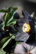 Black Hellebore, Helleborus niger, a cardiac-glycoside toxic plant for pets
