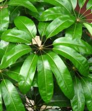 Starleaf or Australian umbrella tree (Heptapleurum actinophyllum), a tropical multistemmed tree with large glossy palmately compound leaves and long radiating spikes of small red flowers resembling an octopus.