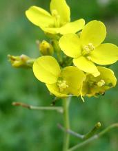 White, black, and Indian mustard plants with upright branching green stems, lobed lower leaves, clusters of four-petaled yellow flowers, and long narrow seed pods developing above the foliage.