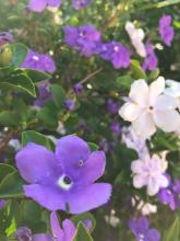 Yesterday-Today-and-Tomorrow Brunfelsia shrub with glossy green leaves and fragrant flowers fading from deep purple to lavender and white