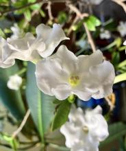 <p>Evergreen Brunfelsia shrub with glossy oval leaves, rounded green seed capsules, and clusters of tubular flowers fading from deep purple through lavender to white.</p>