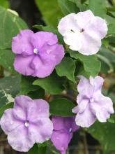 Yesterday-Today-and-Tomorrow Brunfelsia shrub with glossy alternate oval leaves, tubular five-lobed flowers appearing together in deep purple, lavender, and white, and round green leathery seed pods