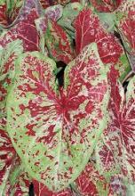 Caladium, Caladium hortulanum, a calcium-oxalate toxic ornamental plant for pets