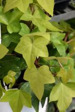 Canary Ivy, Hedera canariensis, a triterpenoid-saponin toxic ivy plant for pets