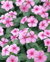 Madagascar Periwinkle (Catharanthus roseus), an erect-to-spreading mounded plant with smooth opposite glossy green leaves marked by pale midribs, five-lobed pink pinwheel-shaped flowers with darker centers, milky sap, and paired slender seed pods