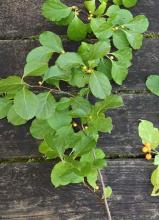 Climbing Bittersweet, Celastrus scandens, a low-toxicity ornamental vine with poisonous fruits for pets