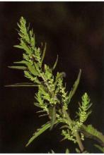 Wormseed or epazote (Dysphania ambrosioides), an upright strongly aromatic branching herb with alternate irregularly toothed lance-shaped green leaves and many tiny green flowers arranged in dense leafy terminal and axillary clusters.
