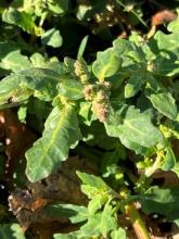 Oak-Leaved Goosefoot (Oxybasis glauca), a low branching annual with blue-green shallowly lobed leaves, densely white-mealy leaf undersides, red-striped stems, and small green flower clusters.