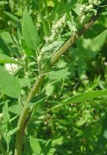 Narrowleaf Goosefoot (Chenopodium leptophyllum), a slender gray-green annual with upright branched stems, narrow linear mealy leaves, and small green flower clusters in terminal and leaf-axil panicles