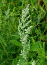 <p>Common Lamb's Quarters with an upright branching stem, alternate triangular toothed leaves, white mealy coating on young growth, and dense clusters of tiny green flowers.</p>