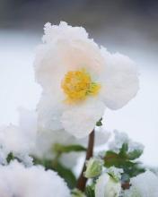 Christmas Rose, Helleborus niger, a cardiac-glycoside and protoanemonin toxic ornamental plant for pets