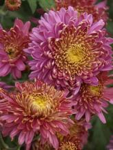 Potted garden chrysanthemum or mum with dense dark green lobed leaves and numerous rounded flower heads composed of tightly clustered colorful ray and disk florets.