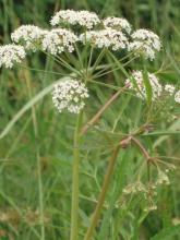 Spotted Water Hemlock (Cicuta maculata), a wetland Apiaceae plant with hollow branching stems, divided sharply toothed leaves, umbrella-like clusters of small white flowers, and highly poisonous chambered root crowns.