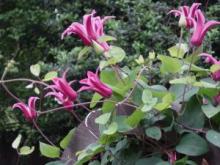 Clematis vine, Clematis spp., a protoanemonin-containing toxic ornamental plant for pets