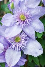Flowering Clematis vine with opposite compound leaves, twining leaf stalks, showy four-sepaled purple flowers, and feathery silver seed heads climbing a garden trellis