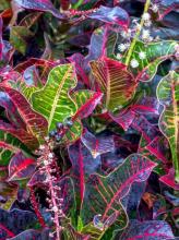 Garden Croton or Codiaeum variegatum with thick glossy alternate leaves patterned in green yellow orange red and burgundy, branching woody stems, small flower racemes, and white latex visible from a freshly cut leaf stalk.