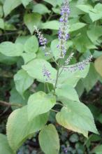 Coleus scutellarioides plant with opposite serrated leaves patterned in green burgundy pink cream and yellow on square branching stems, with slender upright spikes of small blue-purple flowers.