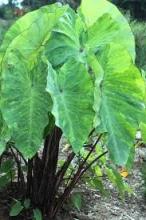 Elephant Ears, Colocasia esculenta, a calcium oxalate-containing taro-type aroid toxic to dogs, cats, and horses