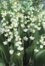 Lily of the Valley forming a low colony of paired broad green leaves with an arching one-sided flower stalk bearing small fragrant white bell-shaped flowers and, later, round orange-red poisonous berries.