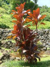 Baby Doll Ti Plant, Cordyline terminalis, toxic to pets