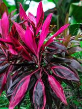Hawaiian Ti, Cordyline fruticosa, with slender ringed cane-like stems and dense spiraled clusters of broad lance-shaped leaves variegated in green, burgundy, red, pink, and cream