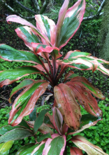 Ti plant (Cordyline fruticosa) with upright cane-like stems and spiraling clusters of broad lance-shaped leaves patterned in green, burgundy, red, pink, and cream.