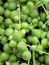 Close-up of String of Pearls, Curio rowleyanus, showing densely clustered round green succulent leaves with narrow translucent stripes and several upright flower buds on slender stalks.