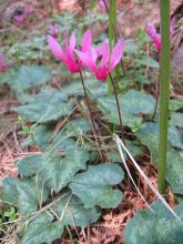 Cyclamen, Cyclamen species, a flowering Primulaceae plant containing terpenoid saponins toxic to dogs and cats