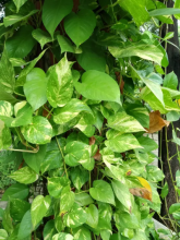 Devil’s Ivy, Epipremnum aureum, a calcium oxalate-containing pothos houseplant toxic to dogs and cats