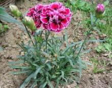 Wild carnation or clove pink (Dianthus caryophyllus) with slender upright stems, narrow opposite blue-green leaves, and fragrant pink flowers with five deeply toothed or fringed petals held above a long tubular green calyx.