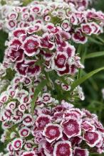 Sweet William (Dianthus barbatus) with dense clusters of small burgundy, pink, and white patterned flowers with fringed petals above narrow green leaves.