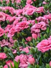 Pinks or Carnation (Dianthus caryophyllus), a compact gray-green plant with narrow opposite leaves, jointed upright stems, and fragrant double pink flowers with deeply fringed or serrated petal edges