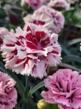 Carnation plant with narrow blue-green opposite leaves and fragrant ruffled pink flowers with deeply toothed petal edges