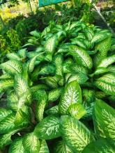 Charming Dieffenbachia, Dieffenbachia amoena, a calcium-oxalate toxic dumb cane plant for pets
