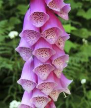 Common Foxglove, Digitalis purpurea, with a tall spike of hanging pink-purple tubular flowers marked with dark spots inside