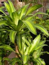 Corn stalk plant or mass cane (Dracaena fragrans ‘Massangeana’) with thick tan cane-like stems and rosettes of broad arching green leaves marked by a yellowish-lime stripe through the center.