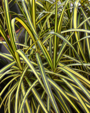 Straight-margined dracaena or Madagascar dragon tree with slender tan canes and dense rosettes of long, narrow, arching green leaves edged in dark red.