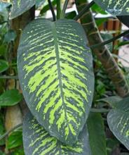 Dumb Cane, Dieffenbachia species, a calcium oxalate-containing Araceae houseplant toxic to dogs and cats