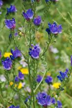 Purple viper’s bugloss (Echium plantagineum) with a basal rosette of broad, prominently veined, hairy leaves, erect bristly branching stems, and curved clusters of purple funnel-shaped flowers with protruding stamens