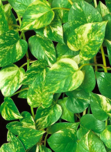 Taro vine or golden pothos (Epipremnum aureum), a trailing and climbing houseplant with glossy heart-shaped green leaves irregularly marbled and streaked with yellow.