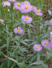 Showy daisy (Erigeron speciosus), a clumping perennial with upright leafy stems, narrow lance-shaped green leaves, and clusters of lavender-blue to pinkish or white ray florets surrounding yellow disk centers