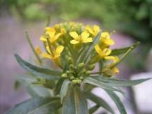 Wormseed mustard or wormseed wallflower (Erysimum cheiranthoides), an erect annual or biennial mustard with narrow lance-shaped leaves, small four-petaled bright yellow flowers in an elongating terminal cluster, and numerous slender upright seed pods.