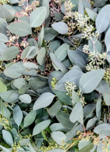 Eucalyptus (Eucalyptus spp.) shown for identification in the PAWS pet plant safety guide.