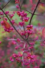 European Spindle Tree / Burning Bush, Euonymus europaeus, a cardiac-glycoside toxic ornamental shrub for pets