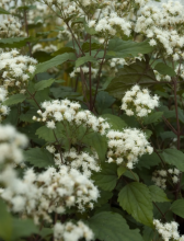 White snakeroot (Ageratina altissima) with upright branching stems, paired long-stalked pointed oval leaves with coarse sharp teeth, and broad flat-topped clusters of small fuzzy white flower heads.