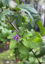 European Bittersweet, Solanum dulcamara, a climbing nightshade vine with reflexed purple flowers, yellow anther cones, lobed leaves, and clusters of green, yellow, orange, and red berries