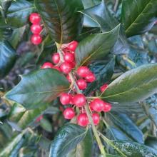European Holly, Ilex aquifolium, with glossy evergreen leaves, sharp marginal spines, and clusters of bright red drupes used in winter and Christmas decorations