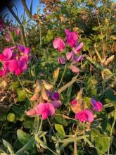 Everlasting Pea, Lathyrus latifolius, a perennial climbing pea vine whose mature seeds can cause lathyrism in horses
