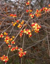 False Bittersweet, Celastrus scandens, a native North American woody vine with terminal clusters of orange capsules and scarlet seed coverings that is toxic to pets