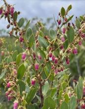 Fetter Bush, Leucothoe species, a grayanotoxin-containing evergreen shrub with leathery leaves and clusters of white bell-shaped flowers toxic to pets